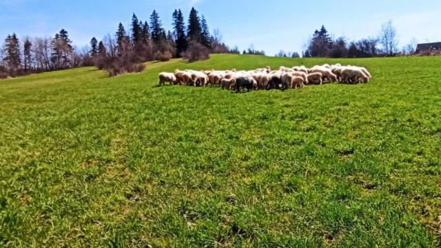 Villa Jagodovo Biały Dunajec Kültér fotó